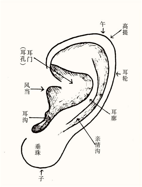 耳朵大面相|十六种耳朵面相图文分析三六风水网